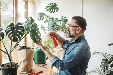 A man cares for houseplants indoors